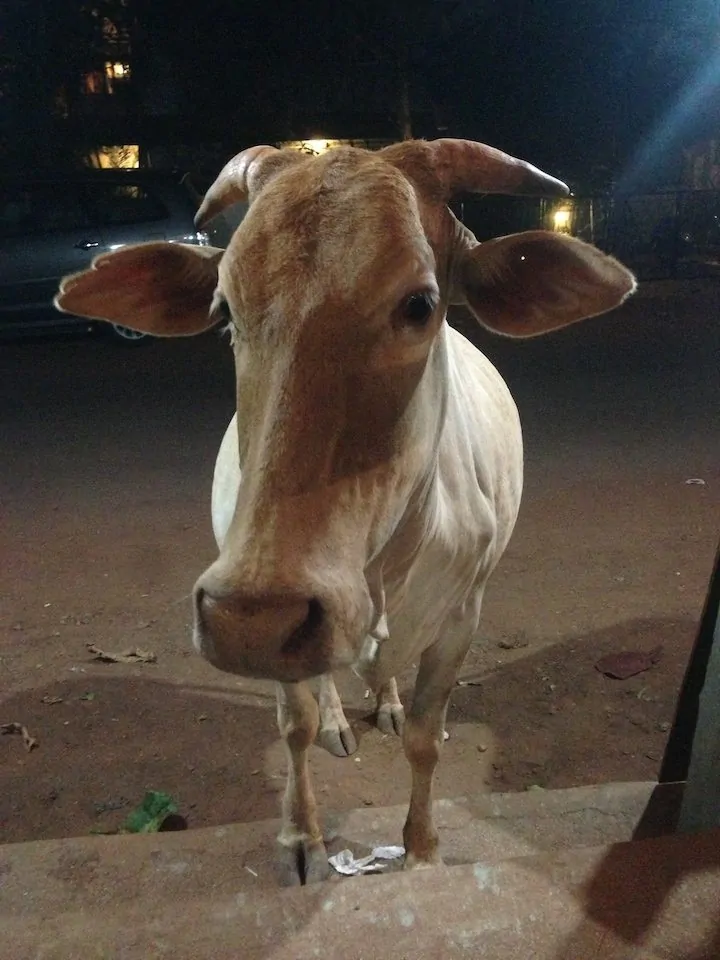 Frank the cow visiting us at the restaurant, Rudra