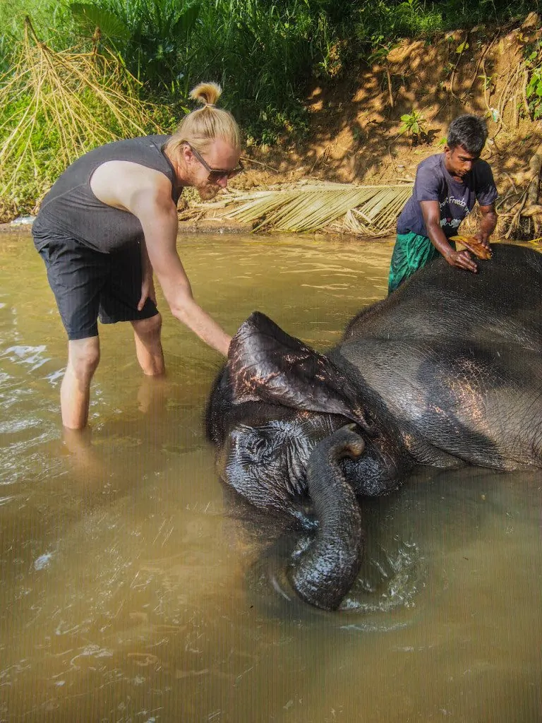 bathing the elephants 