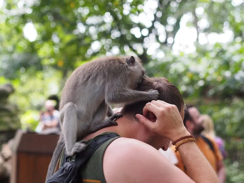 My friend Brian getting bit at Monkey Forest