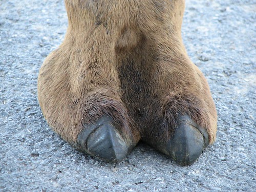 Las 4 mejores opciones para cubrir los dedos del pie de camello en cada ocasión camel toe cover 14 camel toe