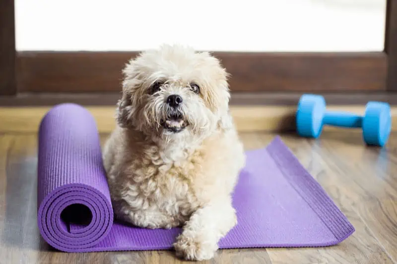 A mat is the most essential item to bring to a puppy yoga class -- just be prepared to share it with your furry friend!