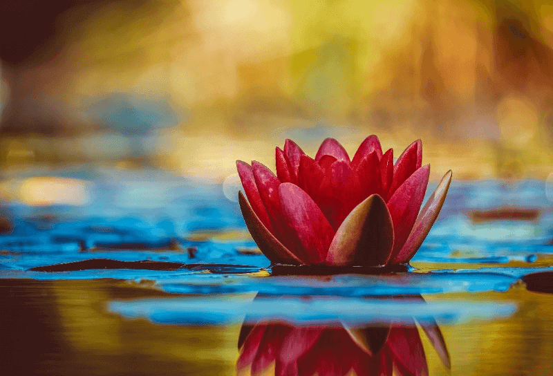 flower on lake